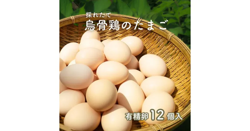 【ふるさと納税】 烏骨鶏 たまご 有精卵 12個 入り たまご タマゴ 烏骨鶏のたまご 卵 玉子 卵かけご飯 玉子焼 ゆで卵