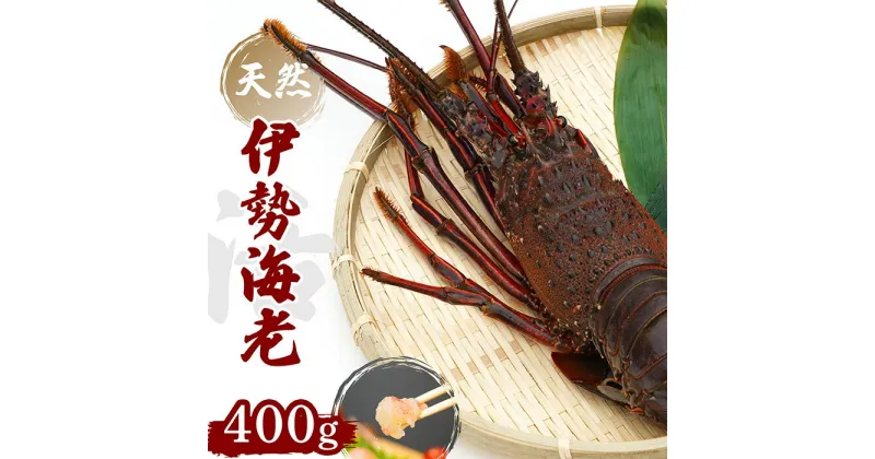 【ふるさと納税】 産地直送 ! ＜ 生 ＞ 伊勢海老 ( レシピ付き ) 400g おすすめ えび 海老 贈答 生きたまま発送 いせえび 人気