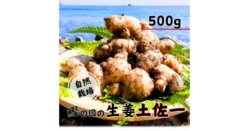 【ふるさと納税】 生姜 ( 土佐一 ) 500g 自然栽培 無農薬 化学肥料不使用 高知県 鰹乃國