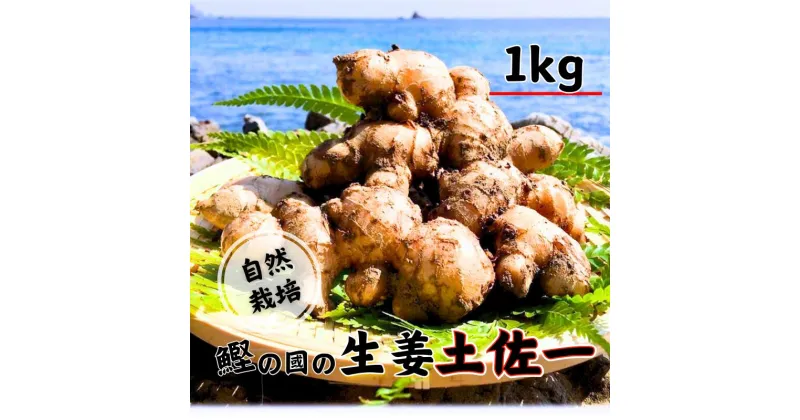 【ふるさと納税】 生姜 ( 土佐一 ) 1kg 自然栽培 無農薬 化学肥料不使用 高知県 鰹乃國