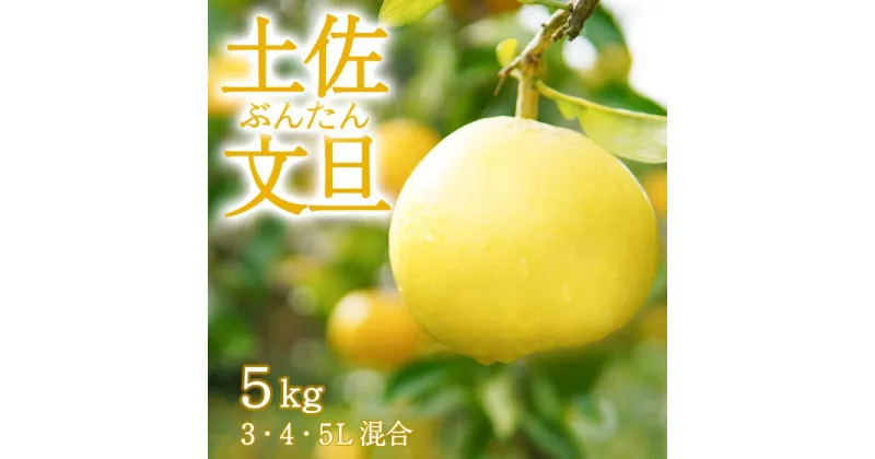 【ふるさと納税】 〈先行予約受付中〉 文旦 家庭用 5kg 3L～5L 混合 ブンタン ぶんたん 高知 土佐 果物 甘い 柑橘 みかん フルーツ