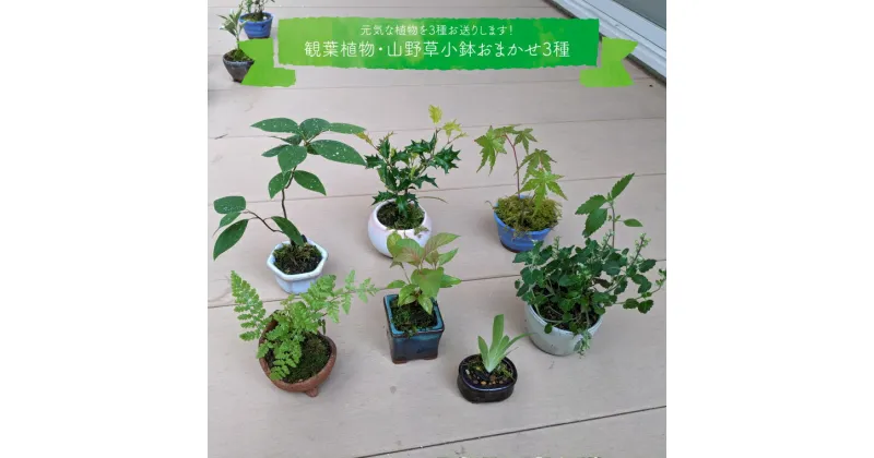 【ふるさと納税】＜【お任せ3種】 種から育てた ミニ観葉植物 盆栽 小鉢 ＞テーブルプランツ 小さい プラントポット お花 緑 グリーン オシャレ 屋内 室内 癒やし シンプル 植替え ガーデン 置物 山野草 シダ植物 福袋 佐川町から直送 らんまん 朝ドラ 牧野富太郎 庭 花 草木