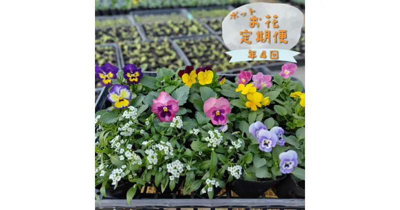 【ふるさと納税】＜年4回 季節の お任せ 鉢花（ポット植え）定期便 ガーデニング 園芸 お任せ 旬のお花 ＞ 佐川町【常温】村田園芸 花壇 3～4品種 15本程度