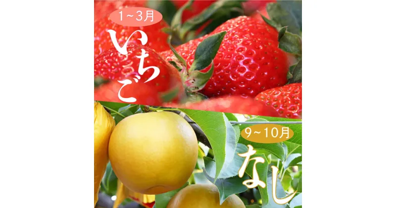 【ふるさと納税】＜フルーツ 定期便（全2回）＞ いちご 梨 fruit 苺 おすすめ フレッシュ 旬 果物 くだもの 高知県 佐川町産【常温】【冷蔵】＜2025年イチゴから発送＞