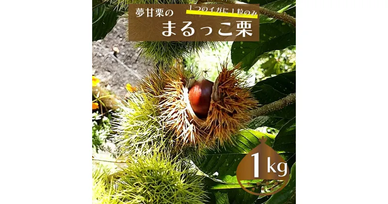 【ふるさと納税】＜まるっこ栗 秀品 夢甘栗 （約1kg）＞生栗 くり 和栗 国産 クリ【冷蔵】先行受付 おすすめ 旬 2024年10月発送分 高知県 佐川町 仁淀川流域夢甘栗生産者組合 くり蔵 1つのイガに1粒のみ 希少