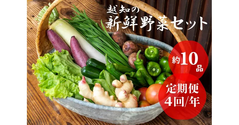 【ふるさと納税】越知産市の季節の野菜セット(年4回発送)　産地直送　旬野菜　野菜セット 野菜便 詰め合わせ 旬の時期にお届け 2回目以降、着日時間指定可能【冷蔵】こうち育ち