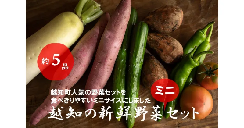 【ふるさと納税】越知産市の季節の野菜ミニセット　産地直送　旬野菜