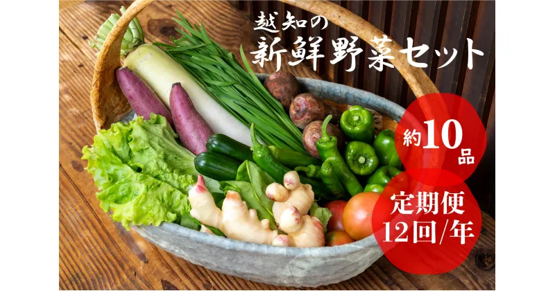 【ふるさと納税】越知産市の季節の野菜セット(年12回発送)　産地直送　旬野菜　野菜セット 野菜便 詰め合わせ 旬の時期にお届け 2回目以降、着日時間指定可能【冷蔵】こうち育ち