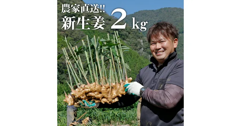 【ふるさと納税】【先行予約・2024年11月】農家直送！秋の新生姜 2kg 高知県産 しょうが 新鮮 ショウガ 期間限定 生姜 高知