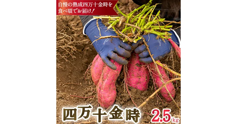 【ふるさと納税】四万十金時 （2.5kg） 国産 さつまいも 芋 サツマイモ さつま芋 焼き芋 いも天 金時 野菜 菓子 スイーツ Fnn-A01