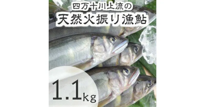 【ふるさと納税】Esj-12k 四万十川上流の天然鮎　冷凍　火振り漁鮎（4～14尾）【着日指定不可】