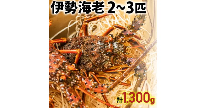 【ふるさと納税】漁港直送！四万十町産の天然伊勢海老2～3匹（計1300g）／Dns-Z15