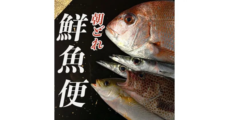 【ふるさと納税】朝どれ！1000種類の魚種がいる大月の鮮魚便