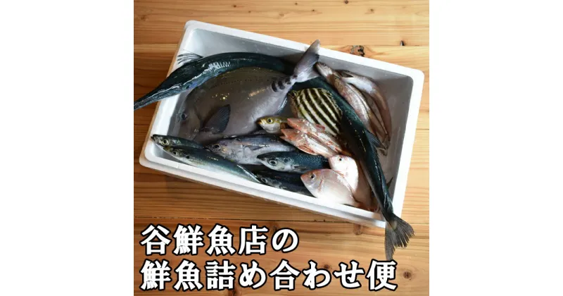 【ふるさと納税】谷鮮魚食堂 黒潮の海で育った鮮魚 詰め合わせ便