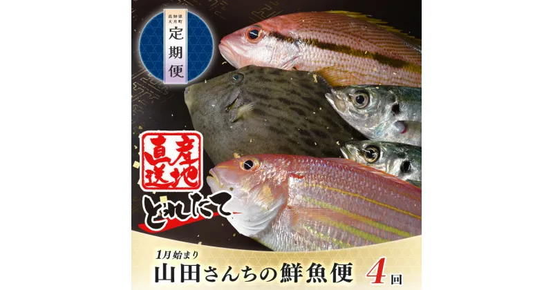 【ふるさと納税】【定期便 4回】山田さんちの鮮魚便(1月始まり)