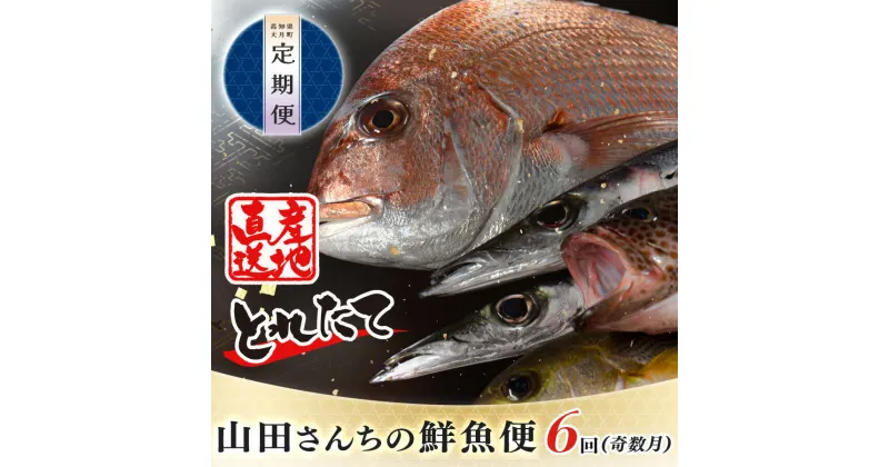 【ふるさと納税】【定期便 6回】山田さんちの鮮魚便(奇数月)