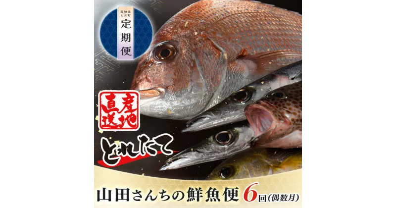 【ふるさと納税】【定期便 6回】山田さんちの鮮魚便(偶数月)