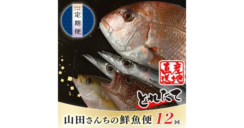 【ふるさと納税】【定期便 12回】山田さんちの鮮魚便