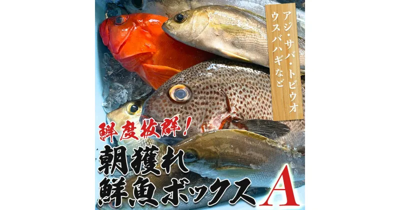 【ふるさと納税】鮮度抜群！朝獲れ鮮魚ボックスA