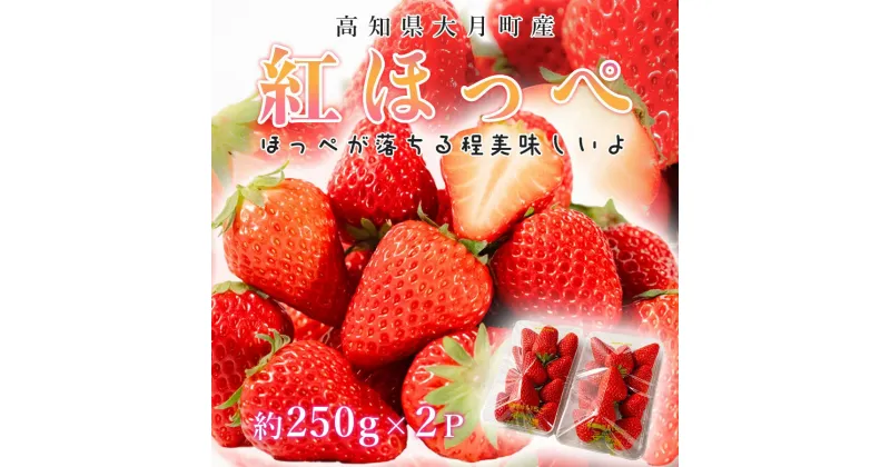 【ふるさと納税】【高知県 大月町産】紅ほっぺ　約250g×2パック　いちご 果物 フルーツ 苺 イチゴ くだもの