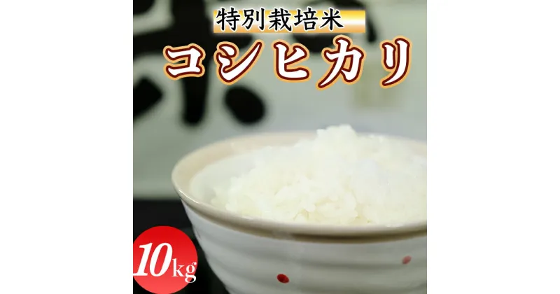 【ふるさと納税】令和6年産 (精白米)　特別栽培米　こしひかり10kg