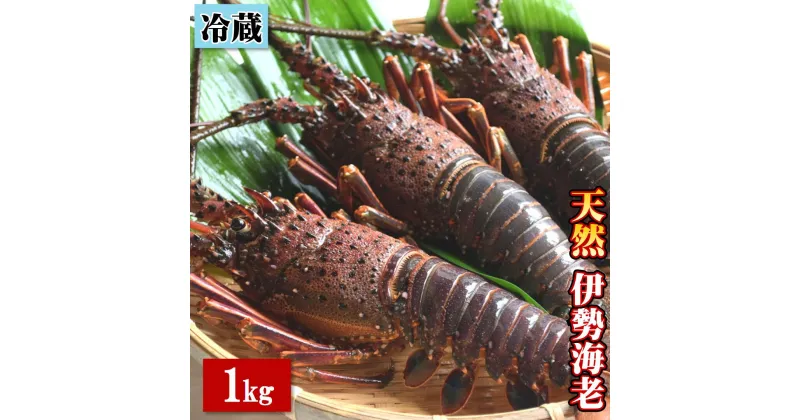 【ふるさと納税】天然 伊勢海老 1.0kg（2～4尾） 黒潮町 ［0302］