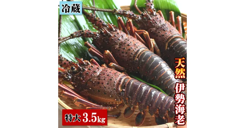 【ふるさと納税】天然 伊勢海老 特大 3.5kg（4～6尾） 黒潮町 ［1085］