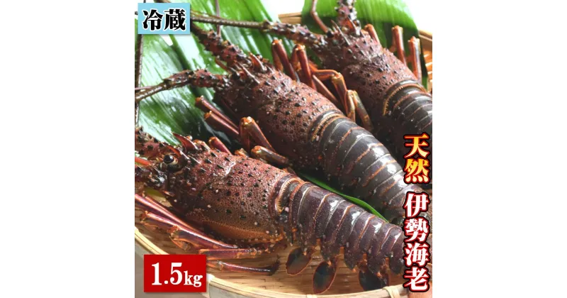 【ふるさと納税】天然 伊勢海老 1.5kg（3～6尾） 黒潮町 ［1082］