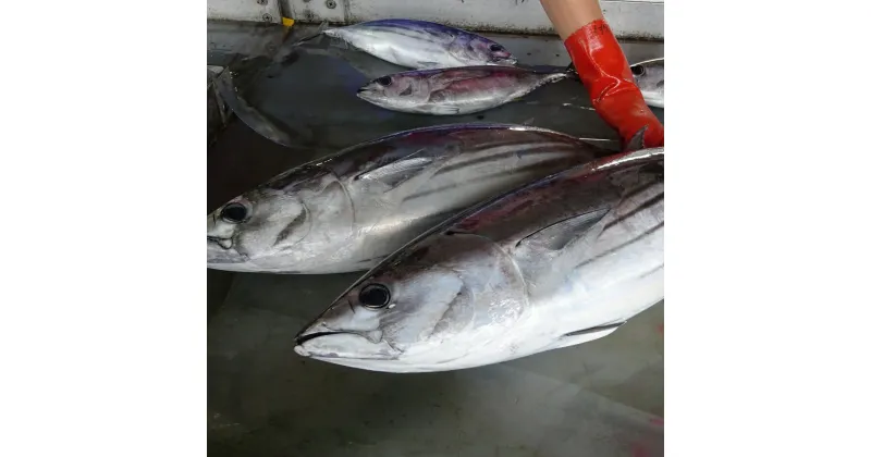 【ふるさと納税】戻り鰹 土佐佐賀港水揚げ ご家庭用1kg 2尾 ［1064］