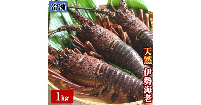 【ふるさと納税】【冷凍】天然 伊勢海老 1.0kg（2～4尾） 黒潮町 ［1083］