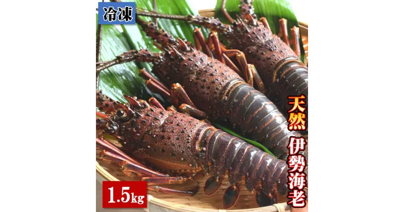 【ふるさと納税】【冷凍】 天然 伊勢海老 1.5kg（2～5尾） 黒潮町 ［1084］