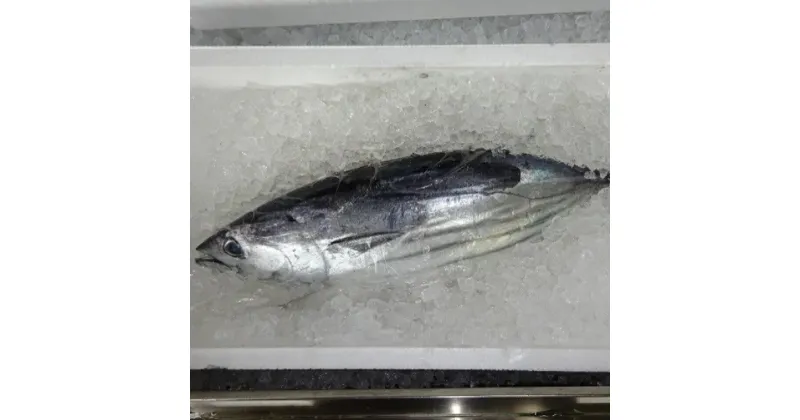 【ふるさと納税】戻り鰹 土佐佐賀港水揚げ ご家庭用2kg 1尾 ［1436］