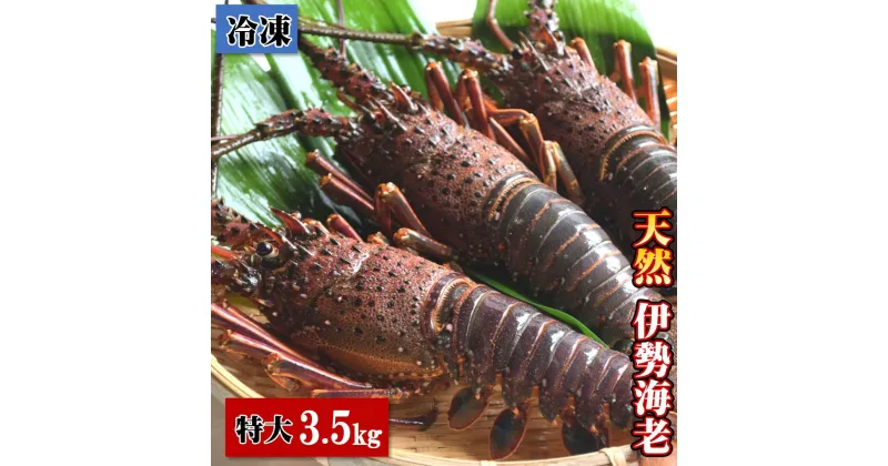 【ふるさと納税】【冷凍】 天然 伊勢海老 特大 3.5kg（4～6尾） 黒潮町 ［1624］