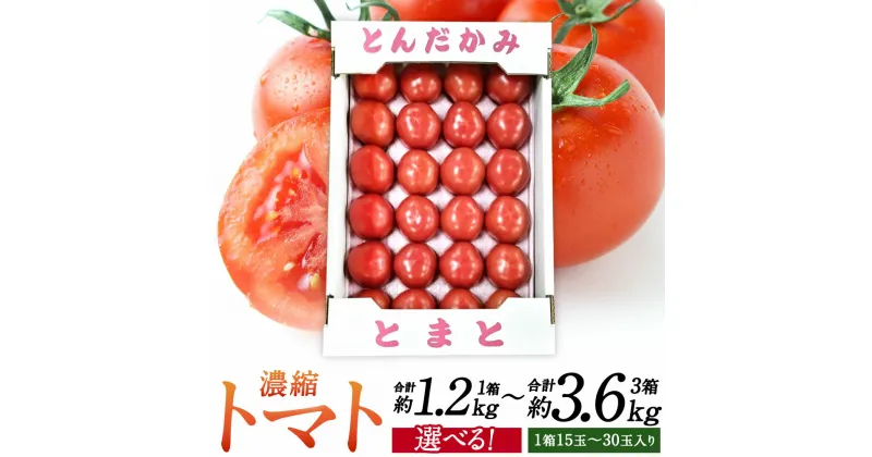 【ふるさと納税】若松濃縮トマト ＜選べる＞ 約1.2kg または 約2.4kg または 約3.6kg 1箱15玉～30玉入り 福岡県北九州市若松区産 トマト 野菜 旬 新鮮 季節 冬 冷蔵 福岡県 九州 【2025年3月下旬から6月下旬発送予定】