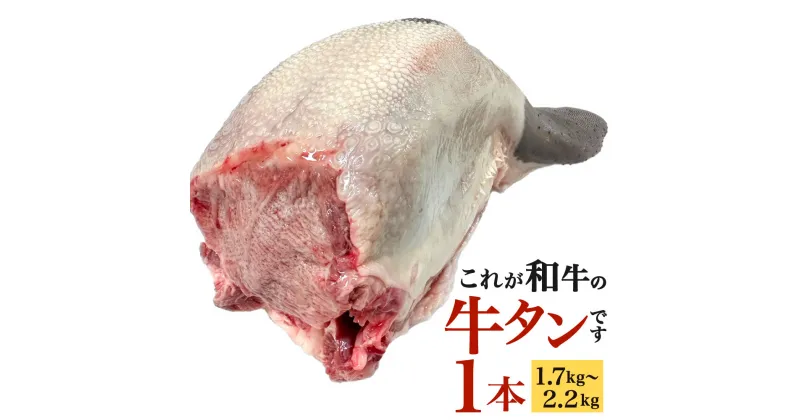 【ふるさと納税】〈冷蔵〉幻の牛タン これが和牛の牛タンです 1本 (1.7kg～2.2kg) 牛タン 牛肉 お肉 タン肉 まるごと 一本 和牛タン 和牛 新鮮 鮮度 タン ブロック 焼肉 バーベキュー BBQ 厚切り タン先 タン元 タン中 冷蔵 九州産 送料無料