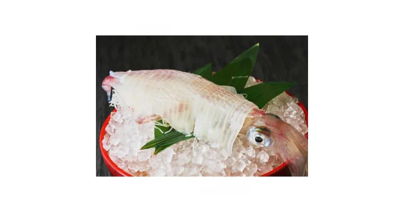 【ふるさと納税】(福岡市)ヤリイカ姿　刺身 1杯　約180g | イカ 魚介類 水産 食品 人気 おすすめ 送料無料