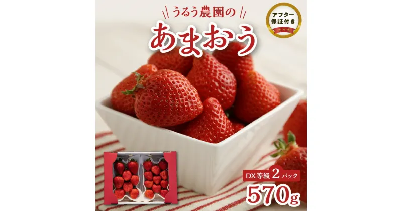 【ふるさと納税】いちご あまおう DX等級 2パック 570g 減農薬 有機質肥料 特別栽培 認定農家 うるう農園 福岡県 久留米市 採れたて 農家直送 フルーツ 果物 冷蔵 5年 研究開発 いちごジャム スイーツ お取り寄せ お取り寄せグルメ 送料無料