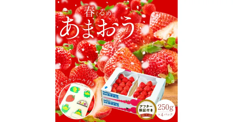 【ふるさと納税】春くるめ あまおう 250g × 4パック 合計 1kg シール付き 冷蔵 濃厚 甘い 果汁 アフター保証 安心安全 国産 いちご 果物 アレンジ おやつ フルーツ スイーツ スムージー ジャム 南国フルーツ お取り寄せ 福岡県 久留米市 送料無料