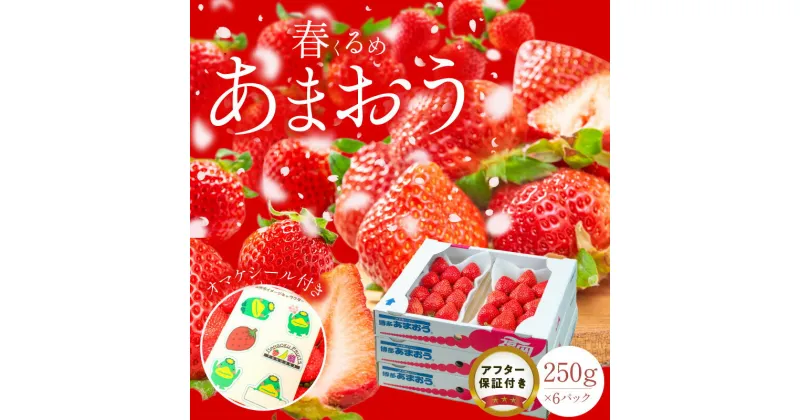 【ふるさと納税】春くるめ あまおう 250g × 6パック 合計 1.5kg 冷蔵 濃厚 甘い 果汁 アフター保証 安心安全 国産 いちご 果物 アレンジ おやつ フルーツ スイーツ スムージー ジャム 南国フルーツ お取り寄せ 福岡県 久留米市 送料無料