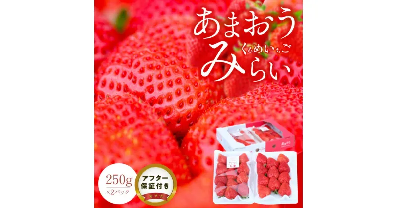 【ふるさと納税】くるめいちごみらい あまおう 250g × 2パック 合計 500g 冷蔵 濃厚 甘い 果汁 アフター保証 安心安全 国産 いちご 果物 アレンジ おやつ フルーツ スイーツ スムージー ジャム 南国フルーツ お取り寄せ 福岡県 久留米市 送料無料