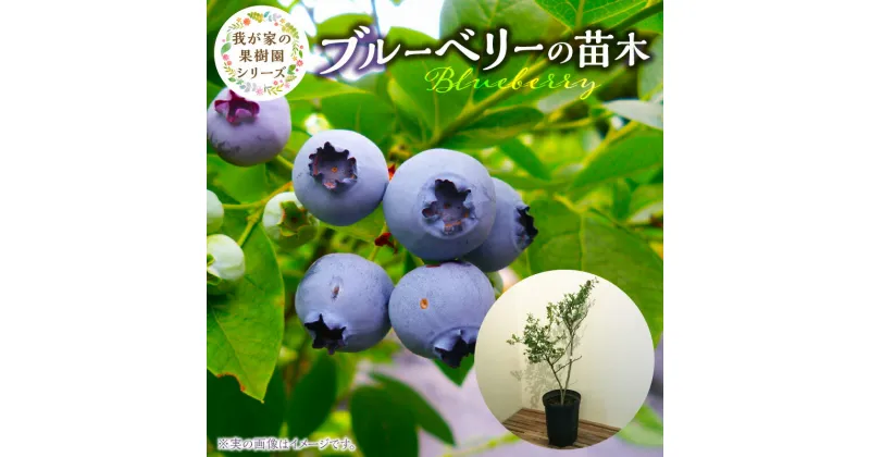 【ふるさと納税】ブルーベリー 苗木 高さ 約 50 cm 7号 フルーツ 果物 ベリー 庭木 果樹 植樹 鉢植え 庭植え ガーデニング チーム田主丸 我が家の果樹園 シリーズ 福岡県 久留米市 お取り寄せ 送料無料