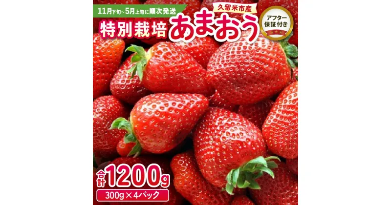 【ふるさと納税】いちご あまおう 300g 4パック 計1200g 大粒 濃厚 甘い 特別栽培 安心 安全 冷蔵 果物 フルーツ ストロベリー アフター保証 スイーツ ケーキ スムージー ジャム デザート 福岡県産 福岡限定 ふくおかエコ農産物 国産 お取り寄せ 福岡県 久留米市 送料無料