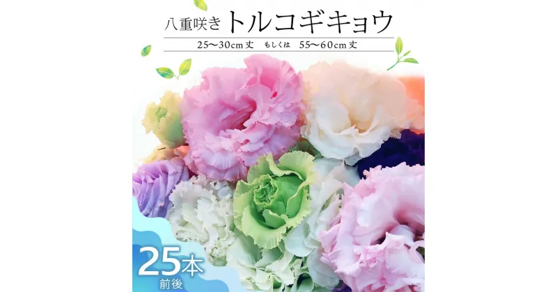 【ふるさと納税】生花 八重咲きトルコギキョウ 30cm 60cm 25本前後