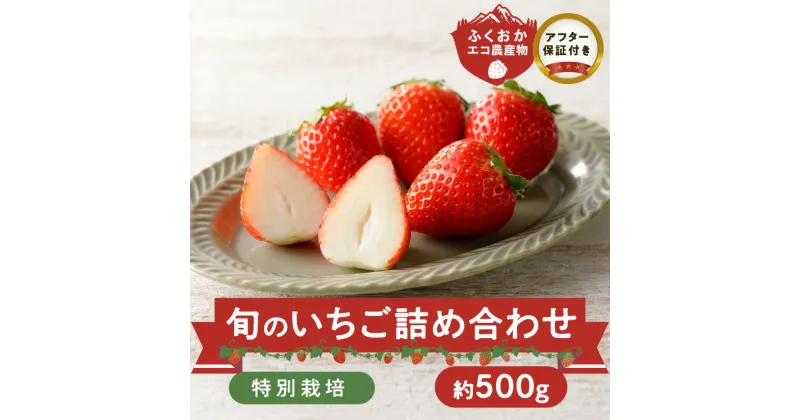 【ふるさと納税】特別栽培 旬のいちご詰め合わせ （ふくおかエコ農産物） 約500g