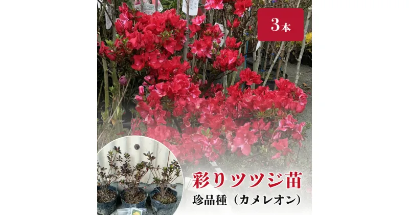 【ふるさと納税】花 ツツジ 苗 3本 セット はなびんつつじ 珍品種 カメレオン 13.5cmポット苗 路地植え 鉢植え 4月～6月開花 IB化成肥料 植え方 育て方 説明書付 ガーデニング 送料無料 久留米市 福岡県