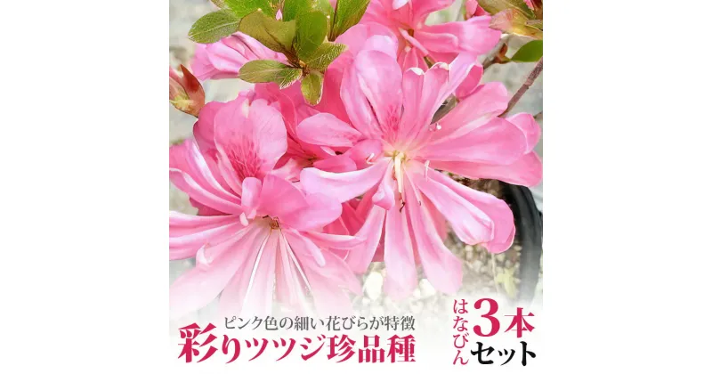 【ふるさと納税】花 ツツジ 苗 3本 セット はなびんつつじ 珍品種 はなびん 13.5cmポット苗 ピンク色の花びら 路地植え 鉢植え 4月～6月開花 IB化成肥料 植え方 育て方 説明書付 ガーデニング 送料無料 久留米市 福岡県