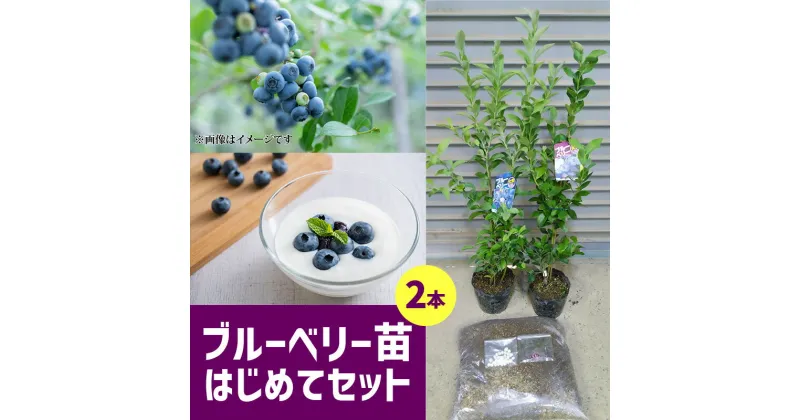 【ふるさと納税】ブルーベリー 苗木 2年生 苗 2本 セット 2種類 ランダム ブルーシャワー ティーフブルー ガーデンブルー ミノウブルー 専用土 IB化成肥料 植え方 育て方 説明書 付き 植物 お取り寄せ 福岡県 久留米市 送料無料