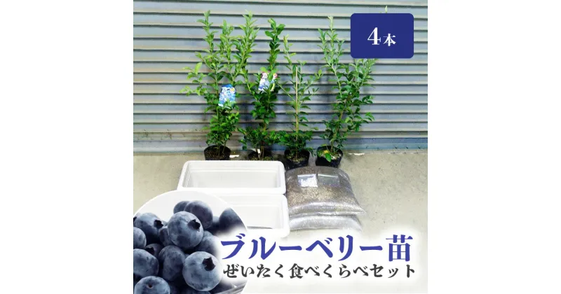 【ふるさと納税】ブルーベリー 苗 4本 ぜいたく食べ比べ セット ブルーベリー苗 2年生 IB化成肥料 専用鉢 2個 植え方 育て方 説明書付 ブルーベリージャム ヨーグルトにかけて 苗木 果樹 送料無料 久留米市 福岡県