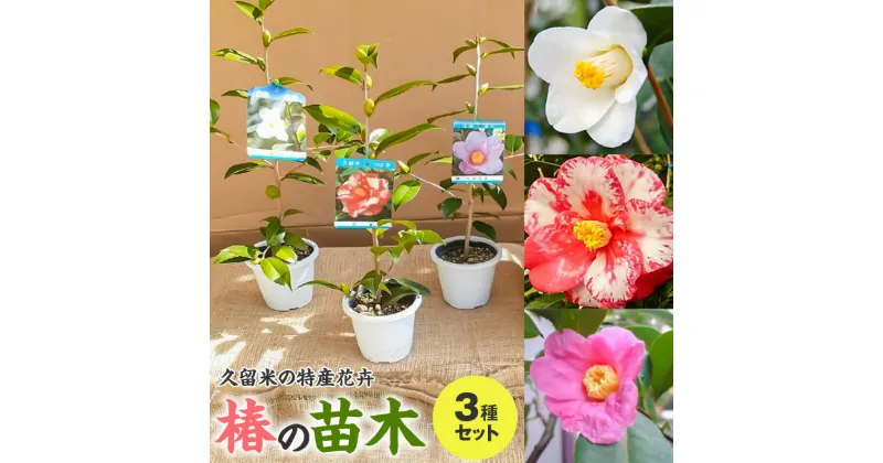 【ふるさと納税】苗木 椿 3種 セット 久留米の特産花卉 最小白花 正義 太郎冠者 産地直送 秋～春 開花 一重咲 八重咲 鑑賞 育て方 説明書付き 鉢植え 植え付け 花 庭 園芸 ガーデニング 久留米つばき研究会 特産品 福岡県 久留米市 お取り寄せ 送料無料