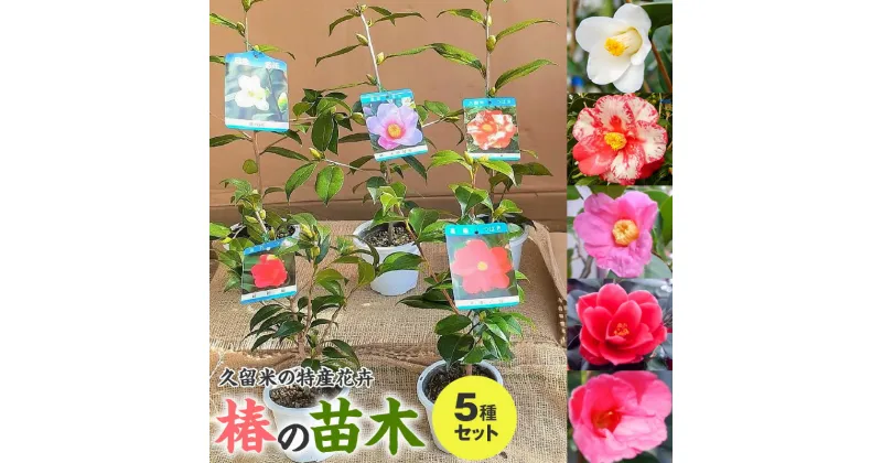 【ふるさと納税】苗木 椿 5種 セット 久留米の特産花卉 最小白花 太郎冠者 正義 紅侘助 赤春の台 秋～春 開花 花 一重咲 八重咲 鑑賞 説明書付き 鉢植え 花 庭 園芸 植え付け 支柱 ガーデニング 肥料 特産品 久留米つばき研究会 福岡県 久留米市 お取り寄せ 送料無料